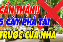 5 loại cây âm Phá Tài, Chặn Lộc: Trồng trước nhà, cây càng xanh người càng suy