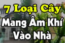 7 loại cây Mang Âm Khí Vào Nhà: Cây càng xanh tươi người càng suy, nhổ ngay trước khi quá muộn, là cây gì?