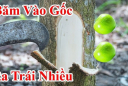 Mùng 5/5 Tết Đoan Ngọ đáng sợ nhất là Khảo Cây Lấy Quả, vì sao lại sợ?