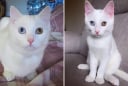 Mèo vào nhà là điềm gì? Giải mã ý nghĩa phong thuỷ và cách hóa giải nếu gặp vận xui