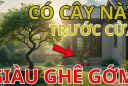 5 loại cây ‘kích lộc’, trồng vào nhà nào nhà nấy giàu to