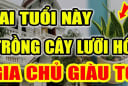 2 tuổi Hợp Mệnh trồng cây Lưỡi Hổ, 1 tuổi rất kị phải nhổ bỏ ngay