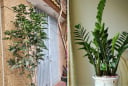 Nhà trồng 5 cây Tiền vơi lại đầy, Phúc - Lộc vô tận, là cây nào?