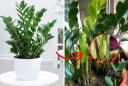 3 thứ cây Kim Tiền thích 'ăn' nhất, cứ vùi vào chậu là chồi mọc - Tiền về