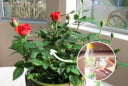 Cho hoa hồng 'uống' loại nước này: Cây xanh tốt, hoa trĩu cành, thơm nức mũi
