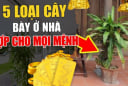 5 loại cây trấn trạch, con cháu muốn giàu đừng dại mà chặt bỏ
