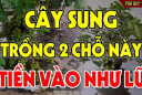 Vị trí trồng Sung “mở vận” cả nhà, Tiền tự tìm đến tận cửa