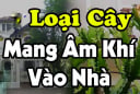 Mang cây âm vào nhà, gia đình muốn giàu cũng khó, đó là những cây nào?