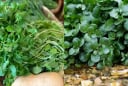 Vì sao cải xoong được mệnh danh là “vua của các loại rau”?