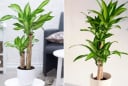 Người giàu thích đặt 5 loài cây này trước cửa, để phú quý, tài lộc và may mắn không ngừng chảy vào nhà