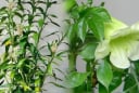 6 cây này nở hoa, gia chủ không Giàu cũng Phú, dễ thăng quan phát tài