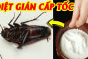 Cách đuổi gián đơn giản: Chỉ dùng 1 nguyên liệu sẵn có trong nhà