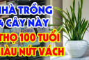 3 loài cây mọc ở đâu Tiền vào nhà đấy, phú quý hưởng đều