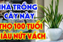 3 loài cây cân bằng âm dương, gọi Tiền về cho gia chủ