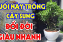 Nhà có cây sung Tiền - Tài tụ lại, gia chủ hưởng to