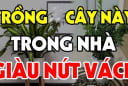 5 cây trồng quanh nhà Tiền vây kín, con cháu hưởng đều