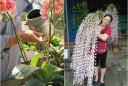 2 loại nước Hoa Lan thích “uống” nhất, tưới vào hoa nở tua tủa như suối