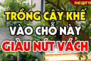 3 vị trí trồng cây khế Thế Thân Thần Tài, gia chủ hưởng Lộc không ngừng