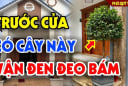 4 thứ mọc ở trong vườn hút cạn lộc may, nhổ ngay mà giữ Tiền tài
