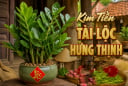 Trong nhà 4 loại cây này càng xanh tươi chủ nhà càng phát tài giàu có: Đó là cây gì?