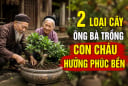 2 loại cây ông bà trồng con cháu hưởng phúc bền