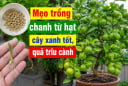 Mẹo trồng chanh từ hạt, cây xanh tốt, quả trĩu cành