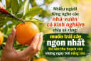 Vì sao hoa quả phải hái trời nắng mới ngọt thơm?