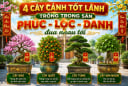 4 cây cảnh tốt lành trồng trong sân Phúc - Lộc - Danh đua nhau tới