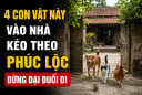 4 con vật này vào nhà kéo theo Phúc Lộc, đừng dại đuổi đi