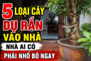 5 loại cây dụ rắn vào nhà, nhà ai có phải nhổ bỏ ngay