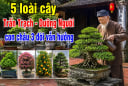 5 loài cây Trấn Trạch - Dưỡng Người, con cháu 3 đời vẫn hưởng