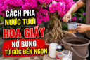 Cách pha nước tưới hoa giấy nở bung từ gốc đến ngọn