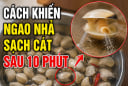 Cách khiến ngao nhả sạch cát sau 10 phút