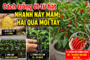 Cách trồng ớt từ hạt nhanh nảy mầm, hái quả mỏi tay