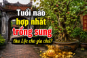 Tuổi nào hợp nhất trồng sung thu Lộc cho gia chủ?