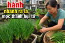 Mẹo trồng hành nhanh ra lá, mọc thành bụi to