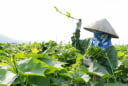 Mẹo trồng su su nhanh trổ ngọn to mập mạp, xanh mướt