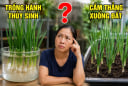 Trồng củ hành xuống đất hay trồng nước để nhanh ra lá hơn?