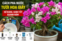 Cách pha nước tưới hoa giấy nở bung, xanh tốt quanh năm