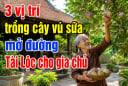 3 vị trí trồng cây vú sữa mở đường Tài Lộc cho gia chủ