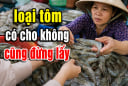 Dân biển tiết lộ: 5 loại tôm có cho không cũng đừng lấy