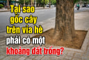 Tại sao gốc cây trên vỉa hè phải có một khoảng đất trống?