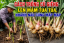 Cách trồng củ giềng lên mầm tua tủa, nhánh nào cũng mập mạp