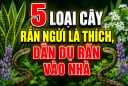 5 loại cây rắn ngửi là thích, dẫn dụ rắn vào nhà