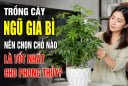 Trồng cây Ngũ Gia Bì nên chọn chỗ nào là tốt nhất cho phong thủy?
