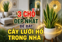 3 chỗ đẹp nhất để đặt cây lưỡi hổ trong nhà