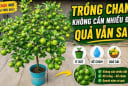 Mẹo trồng chanh sai trĩu quả, mọng nước
