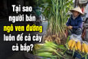 Tại sao người bán ngô ven đường luôn để cả cây cả bắp?