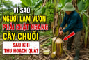 Vì sao người làm vườn phải chặt ngang cây chuối sau khi thu hoạch quả?