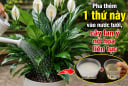Pha thêm 1 thứ này vào nước tưới, cây lan ý nở hoa liên tục